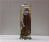 藏品(蓋馬氏盔魚)的圖片